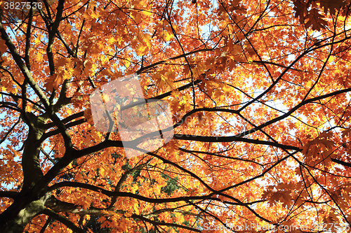 Image of autumn leaves background