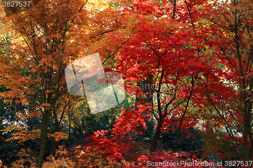Image of color autumn forest 