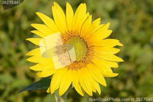 Image of background picture of a sunflower field