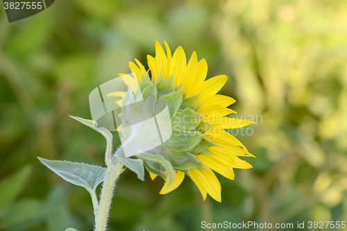 Image of background picture of a sunflower field