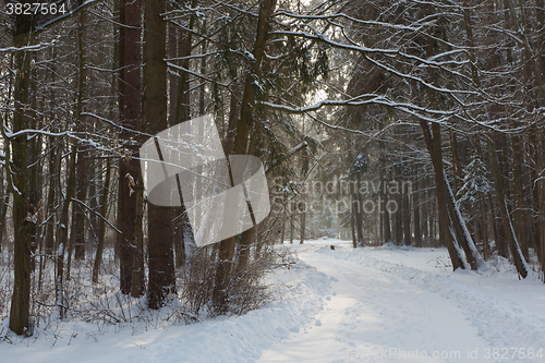Image of Bialowieza Palace Park in winter