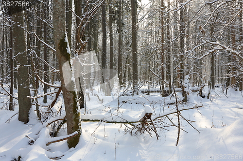Image of Trees snow wrapped blizzard after