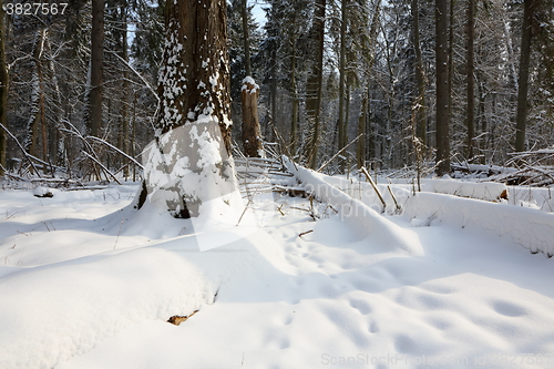 Image of Trees snow wrapped blizzard after
