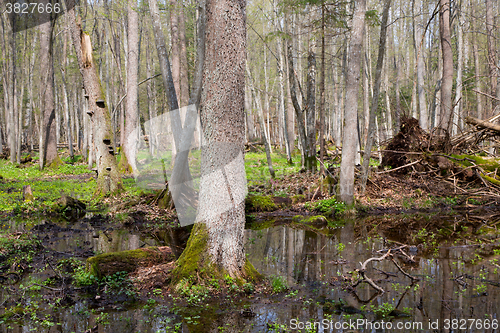 Image of Fresh stand of Bialowieza Forest in spring