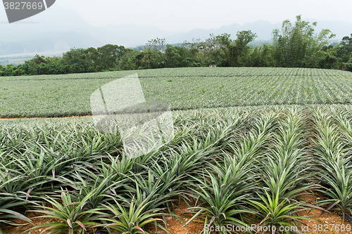 Image of Pineapple farm