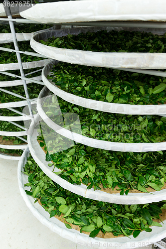 Image of Fermentation of tea in factory