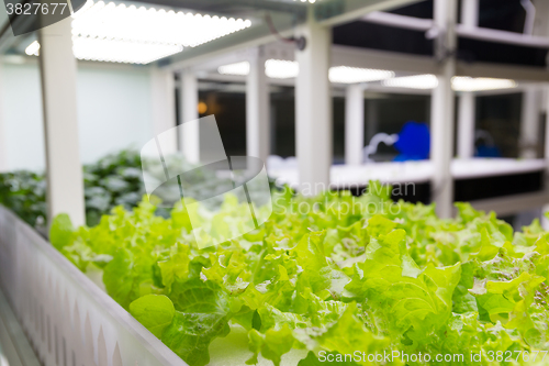 Image of Lettuce plants on hydroponic culture