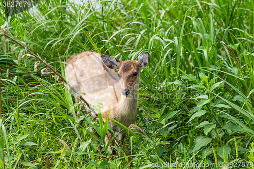 Image of Young roe deer on the meadow