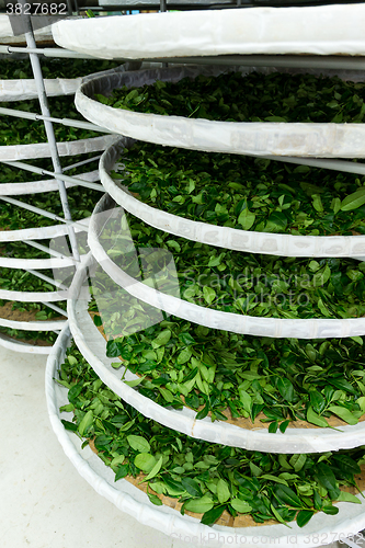 Image of Processing of fermentation for tea in factory