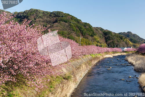 Image of Sakura flower tree and river