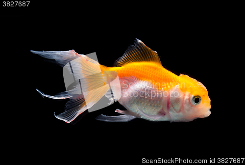 Image of Gold fish