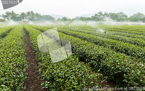 Image of Tea plantation