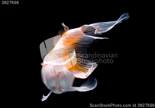 Image of White goldfish with red head on a black background