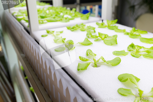 Image of Simple Hydroponic System growing Lettuce