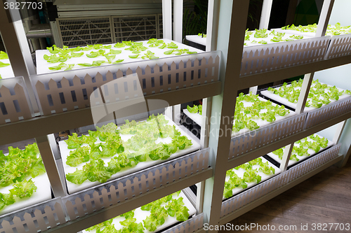 Image of Organic hydroponic vegetable cultivation farm