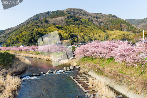 Image of Sakura tree in kawazu city