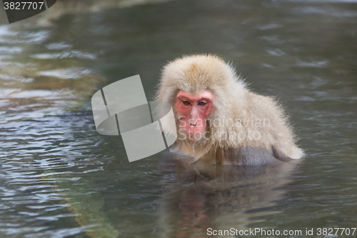 Image of Monkey enjoy onsen in Japanese