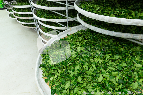 Image of Fermentation racks of tea in factory