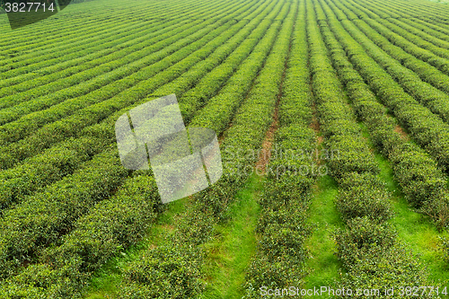 Image of Fresh green tea plantation