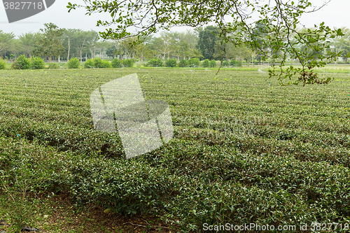 Image of Tea plantation farm