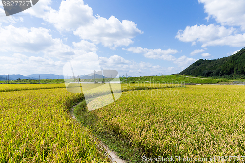 Image of Footpath via Paddy rice meadow