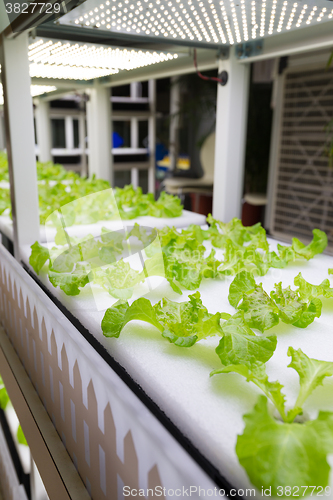 Image of Small plants growing in Hydroponic culture