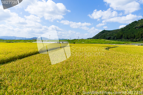 Image of Rice field