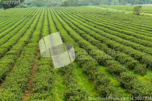 Image of Tea plantation