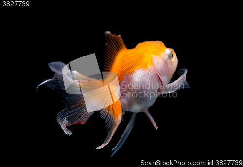 Image of The back view of Gold fish