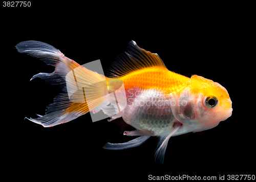 Image of Side profile goldfish