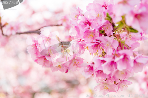 Image of Sakura 