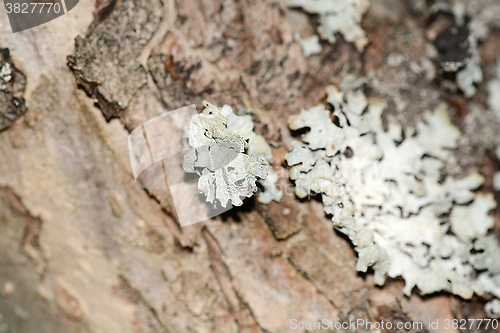 Image of Wooden texture. Crimean pine tree, close-up view.