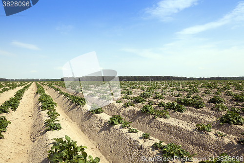 Image of Potatoes in the field 