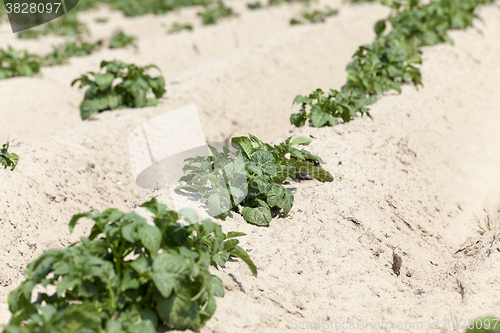 Image of Agriculture,   potato field  