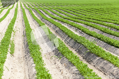 Image of Field with carrot  