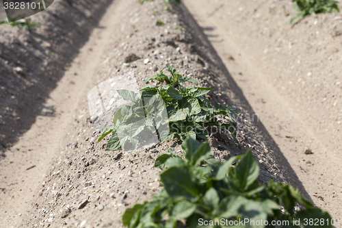 Image of Field with potato  