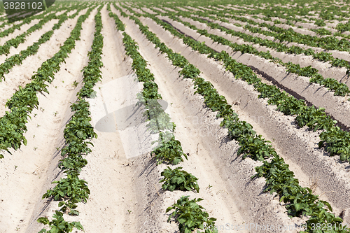 Image of Agriculture,   potato field  