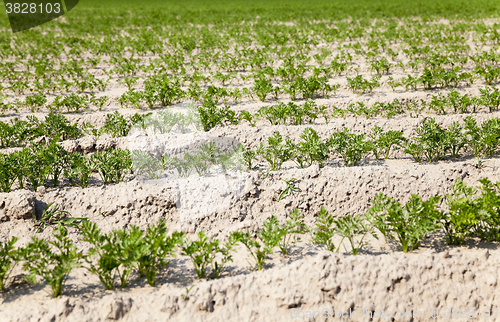 Image of Field with carrot  