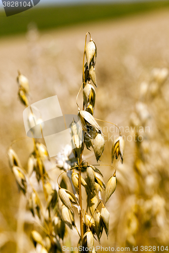 Image of    ear of yellow oats