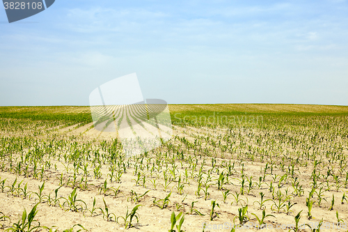 Image of Corn field, summer  