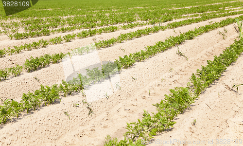 Image of Field with carrot 