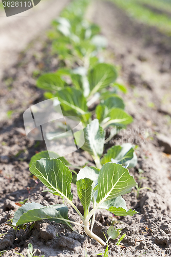 Image of green cabbage in a field 