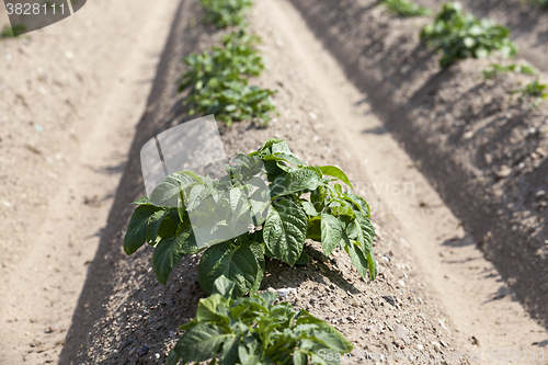 Image of Field with potato 