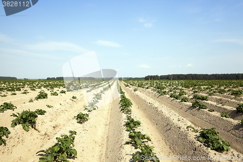 Image of Field with potato  