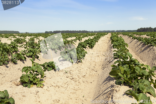 Image of Field with potato  