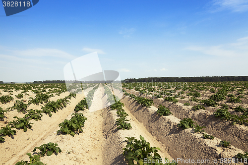 Image of Agriculture,   potato field 