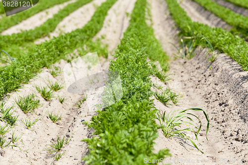 Image of green carrot field  