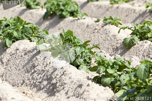 Image of Field with potato  