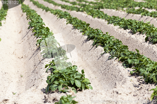 Image of Agriculture,   potato field  