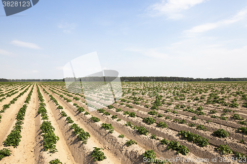 Image of potato field, spring  